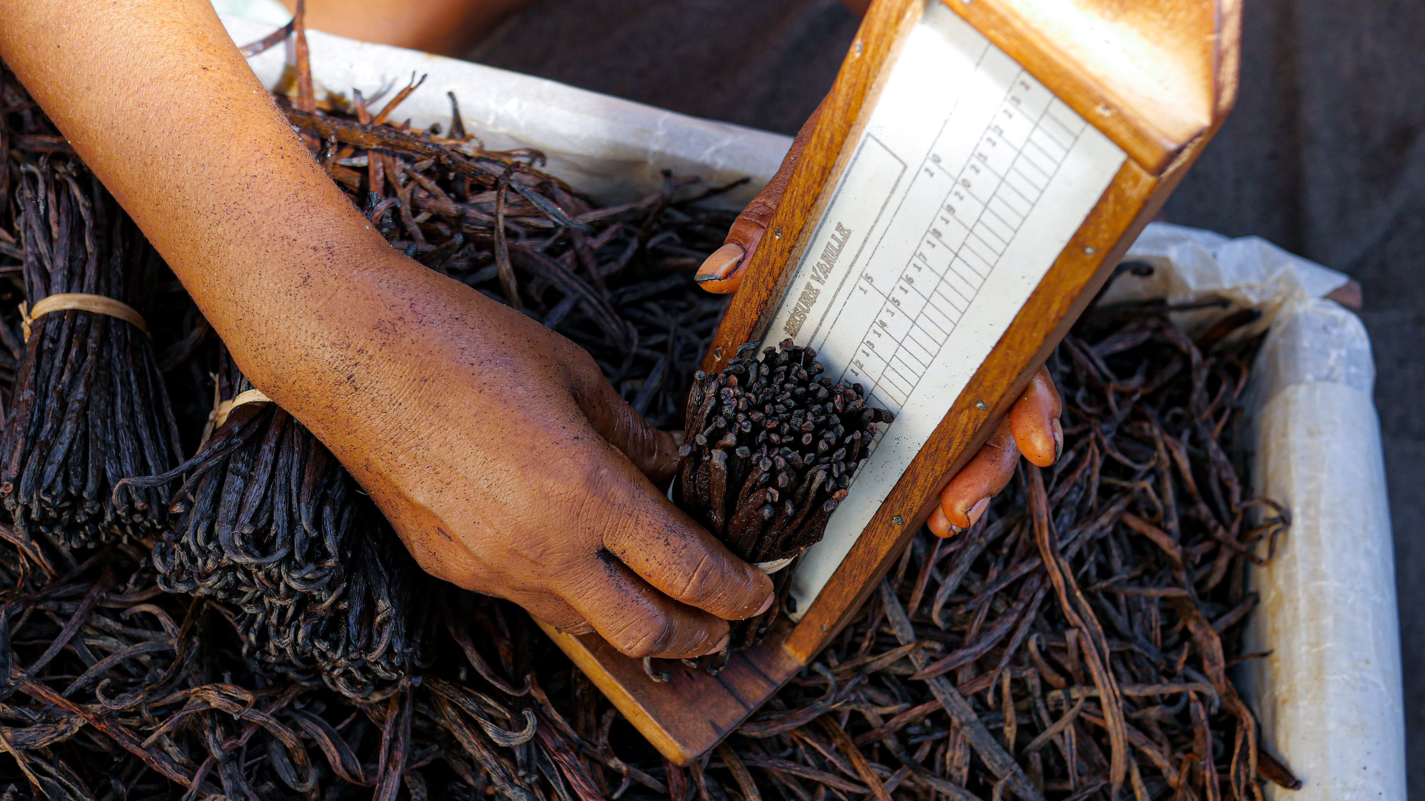 Culture de la vanille